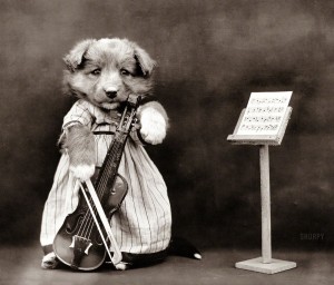 puppy1914